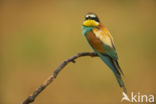 European Bee-eater (Merops apiaster)