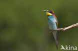 European Bee-eater (Merops apiaster)