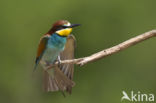 European Bee-eater (Merops apiaster)