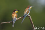 European Bee-eater (Merops apiaster)