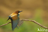 European Bee-eater (Merops apiaster)