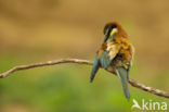 European Bee-eater (Merops apiaster)