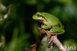 Europese boomkikker (Hyla arborea)