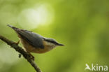 Eurasian Nuthatch (Sitta europaea)