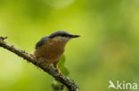 Europese Boomklever (Sitta europaea)