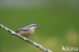 Eurasian Nuthatch (Sitta europaea)