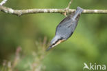 Europese Boomklever (Sitta europaea)