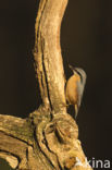 Eurasian Nuthatch (Sitta europaea)