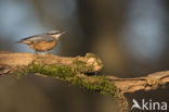 Europese Boomklever (Sitta europaea)