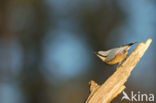 Europese Boomklever (Sitta europaea)