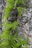 European Larch (Larix decidua)