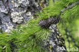 Europese lork (Larix decidua)