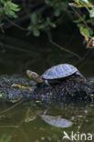 Europese moerasschildpad (Emys orbicularis)