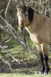 Exmoorpony