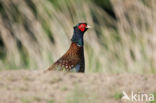 Ring-necked Pheasant (Phasianus colchicus)