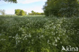 Cow Parsley (Anthriscus sylvestris)