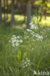 Cow Parsley (Anthriscus sylvestris)