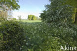 Cow Parsley (Anthriscus sylvestris)