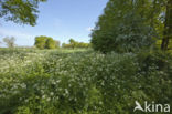 Cow Parsley (Anthriscus sylvestris)