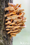 velvet shank (Flammulina velutipes)