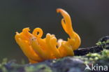 Fraaie koraalzwam (Ramaria formosa)