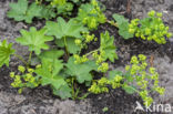 Fraaie vrouwenmantel (Alchemilla mollis)