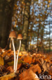 Brittlestem (Psathyrella spec.)