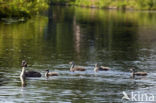 Great Crested Grebe (Podiceps cristatus)