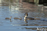 Great Crested Grebe (Podiceps cristatus)