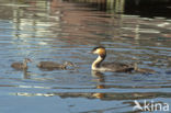 Great Crested Grebe (Podiceps cristatus)