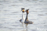 Great Crested Grebe (Podiceps cristatus)