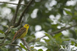 Yellowhammer (Emberiza citrinella)