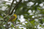 Yellowhammer (Emberiza citrinella)