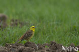 Geelgors (Emberiza citrinella)