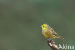 Yellowhammer (Emberiza citrinella)