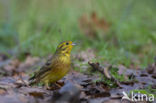 Yellowhammer (Emberiza citrinella)