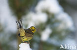 Yellowhammer (Emberiza citrinella)