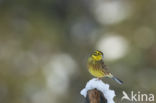 Yellowhammer (Emberiza citrinella)