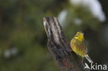 Geelgors (Emberiza citrinella)