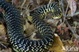 Geelgroene toornslang (Hierophis viridiflavus)