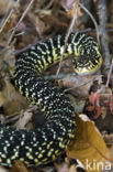 Geelgroene toornslang (Hierophis viridiflavus)