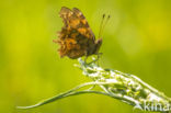 Gehakkelde aurelia (Polygonia c-album)