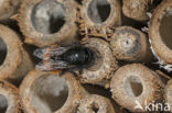 Gehoornde metselbij (Osmia cornuta)