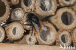 Gehoornde metselbij (Osmia cornuta)