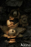 Collared Earthstar (Geastrum triplex)