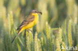 Yellow Wagtail (Motacilla flava)