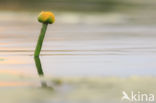 Gele plomp (Nuphar lutea)