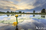 Gele plomp (Nuphar lutea)