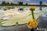 Yellow Waterlily (Nuphar lutea)