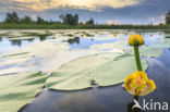 Gele plomp (Nuphar lutea)